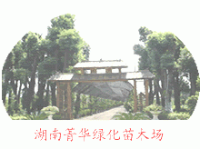 湖南宁乡菁华绿化苗木场