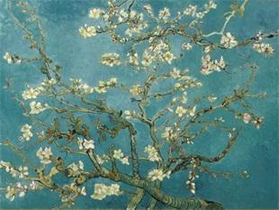 开花的杏树Almond Blossoms