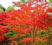 彩色树种红枫