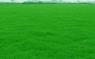 草坪价格表-马尼拉草坪,四季青草坪,早熟禾草坪,黑麦草草坪,高羊茅草坪,马蹄金草坪,白三叶