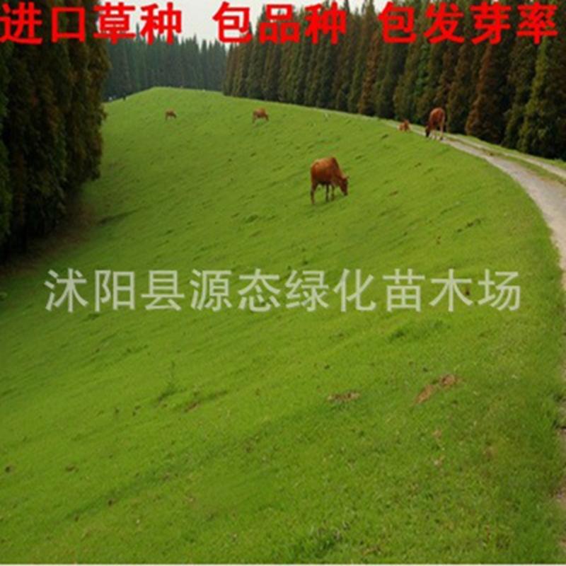 出售台湾草草坪种子 台湾草草籽 优质台湾青草种 无需修剪
