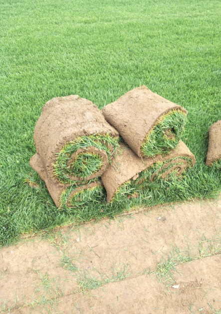 北京草坪种植 承德绿化草坪基地 秦皇岛草坪基地 张家口草坪 内蒙古草坪厂家