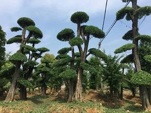 丛生对节白蜡价格