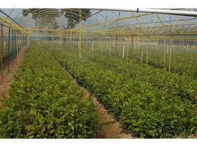 浙江油茶苗,杭州高产油茶苗,提供优质良种油茶苗,白花油茶种苗