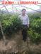 贵州红心柚子苗如何种植，正宗蜜柚苗种植方法