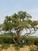 菏泽多禾牡丹产地直销百年牡丹树园林庭院种植
