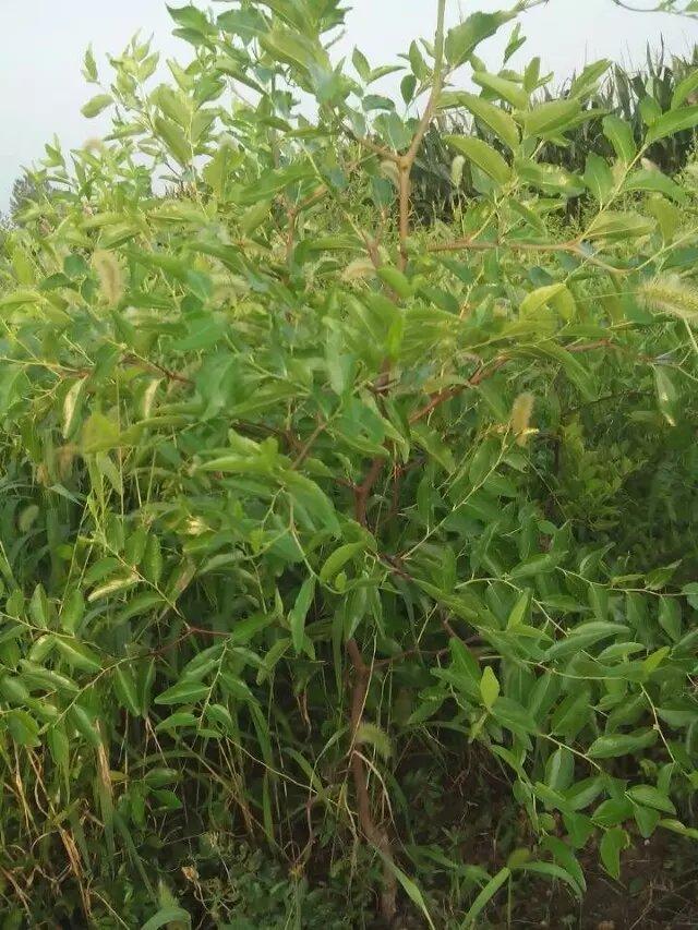 枣树苗种植与管理