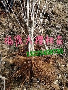 樱桃苗种植/福源大樱桃苗木sell/樱桃苗