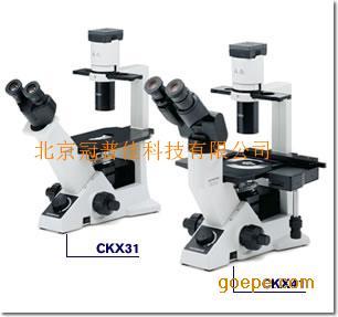 倒置显微镜CKX31和41奥林巴斯