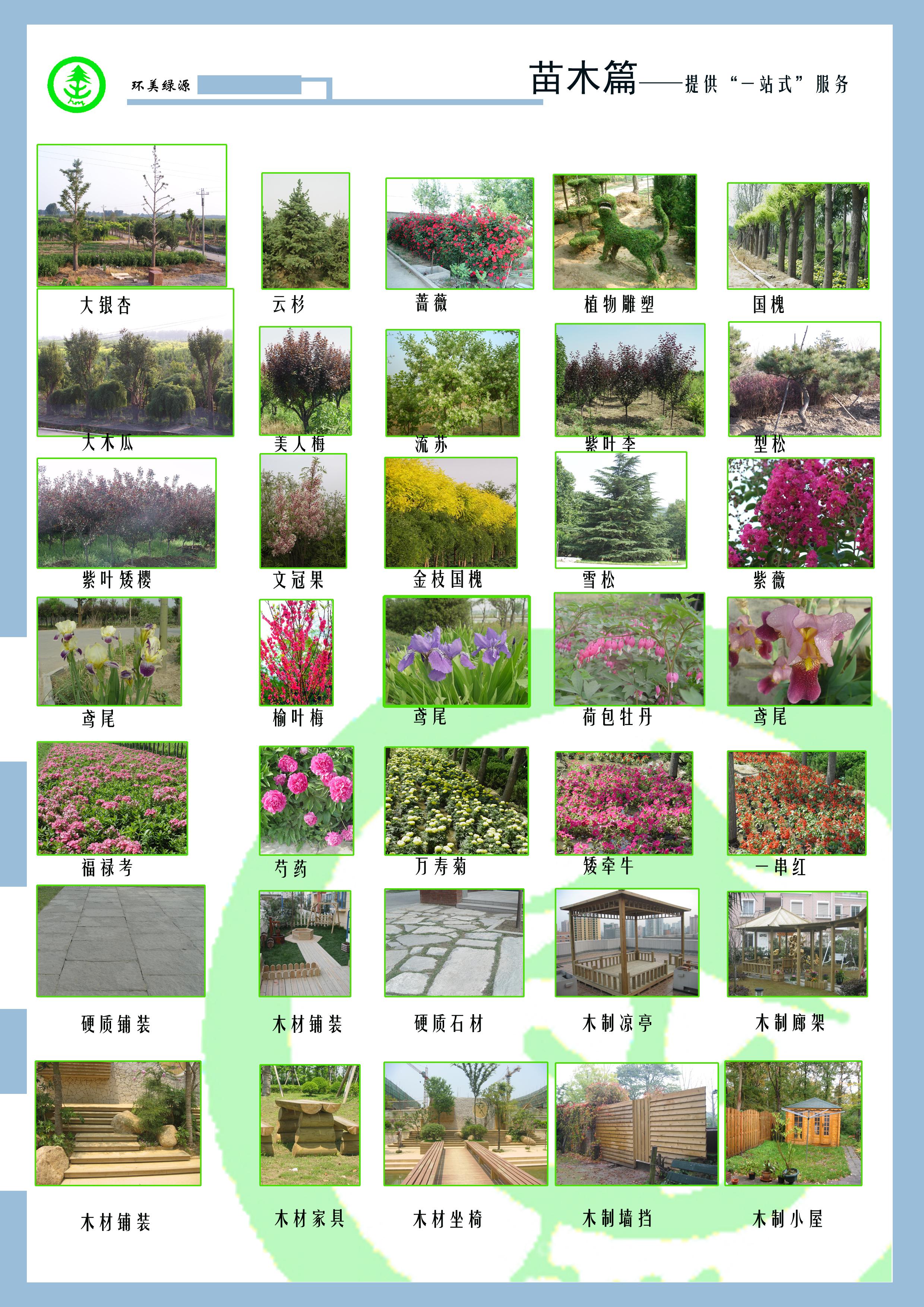 绿化树苗品种分类大全图片