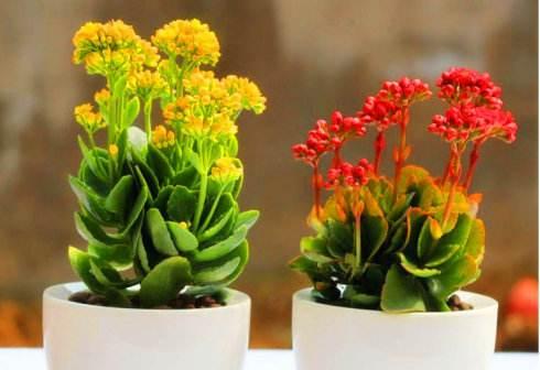 广州花木租赁中心分享室内植物装饰要点有哪些