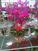 广州花木租赁中心分享室内植物装饰要点有哪些