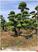多杆浏阳造型榆树-单杆柏加造型榆树批发找思琴苗木