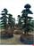 多杆浏阳造型榆树-单杆柏加造型榆树批发找思琴苗木