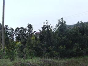 湖南精品造型羅漢松樹最優美造型盆景