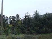 湖南精品造型罗汉松树最优美造型盆景