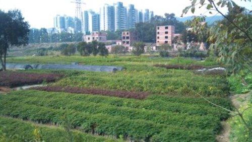 华南地区出售绿化、造林袋苗