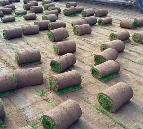  Chengde lawn seller Zhangjiakou park green turf price Inner Mongolia community turf wholesale Tangshan court turf price Qinhuangdao green turf