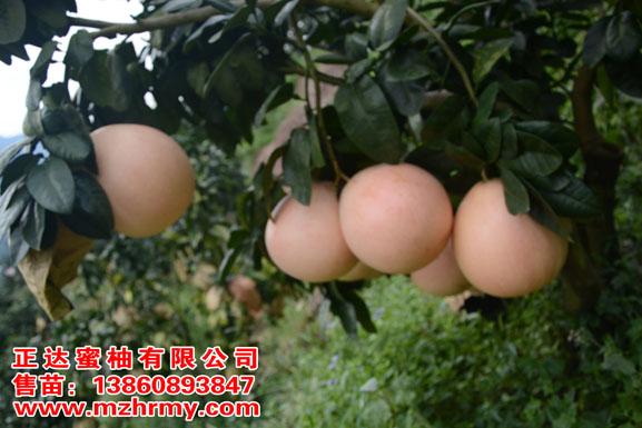 四川正宗三红蜜柚苗木基地-----平和县正达蜜柚种苗有限公司