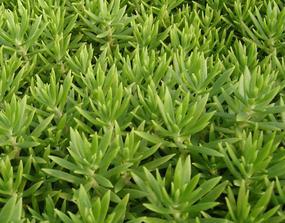 供应屋顶绿化专用草－佛甲草，垂盆草