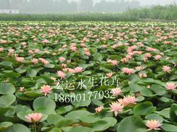 北京、天津水生植物种苗基地