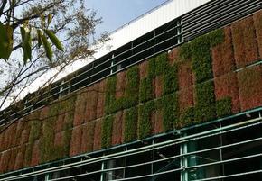 立体绿化 植物墙室外墙体绿化 绿墙工程