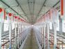养猪自动料线养殖场新设备自动喂料线自动化喂料系统