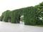 广州植物墙分享墙面绿化的选材原则