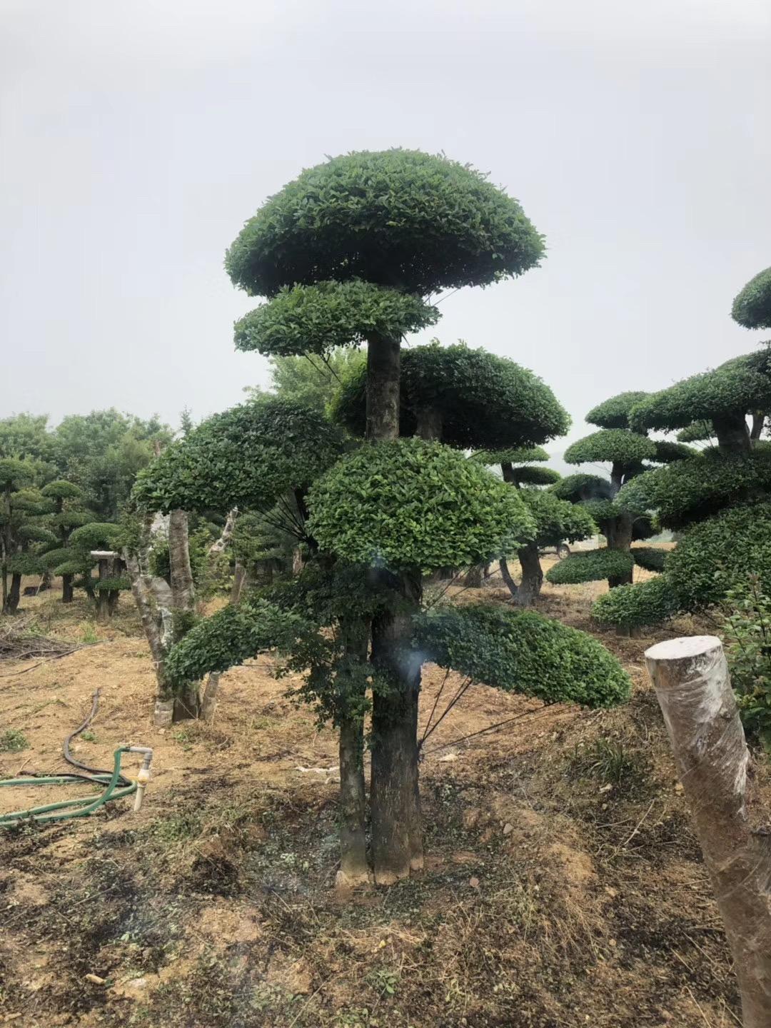 湖北对接白蜡—京山对节白蜡