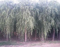 金丝垂柳|苗木|优质