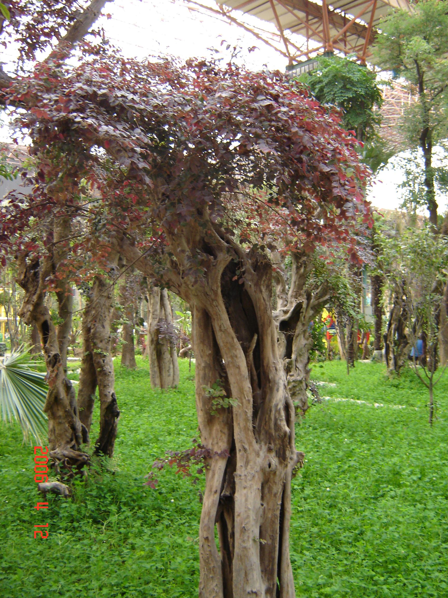 红花檵木一年长多粗图片
