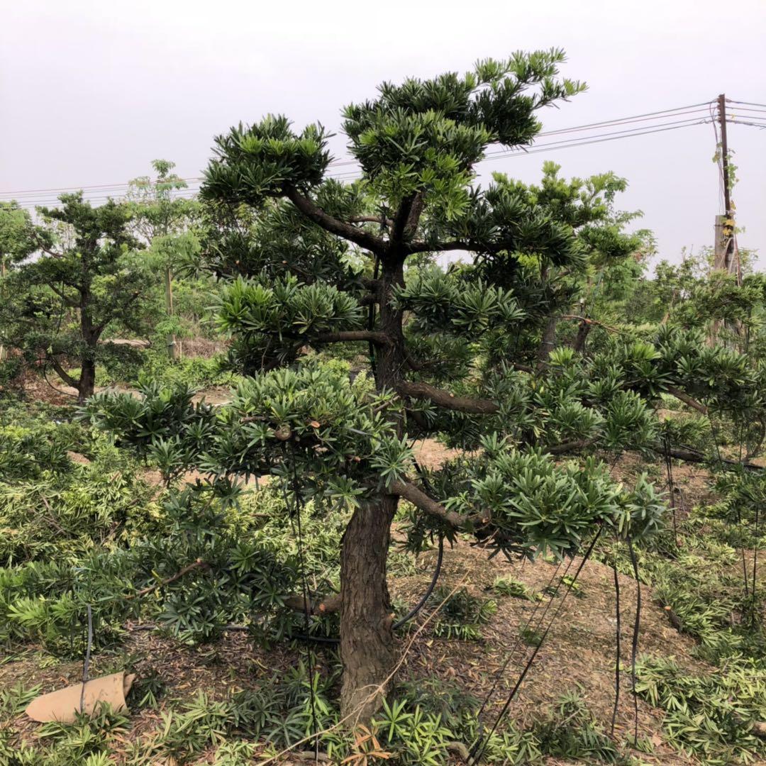 台湾罗汉松