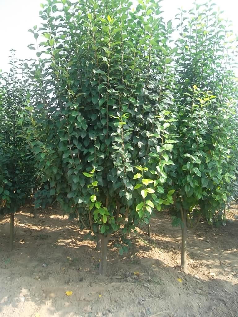 八棱海棠树种植技术