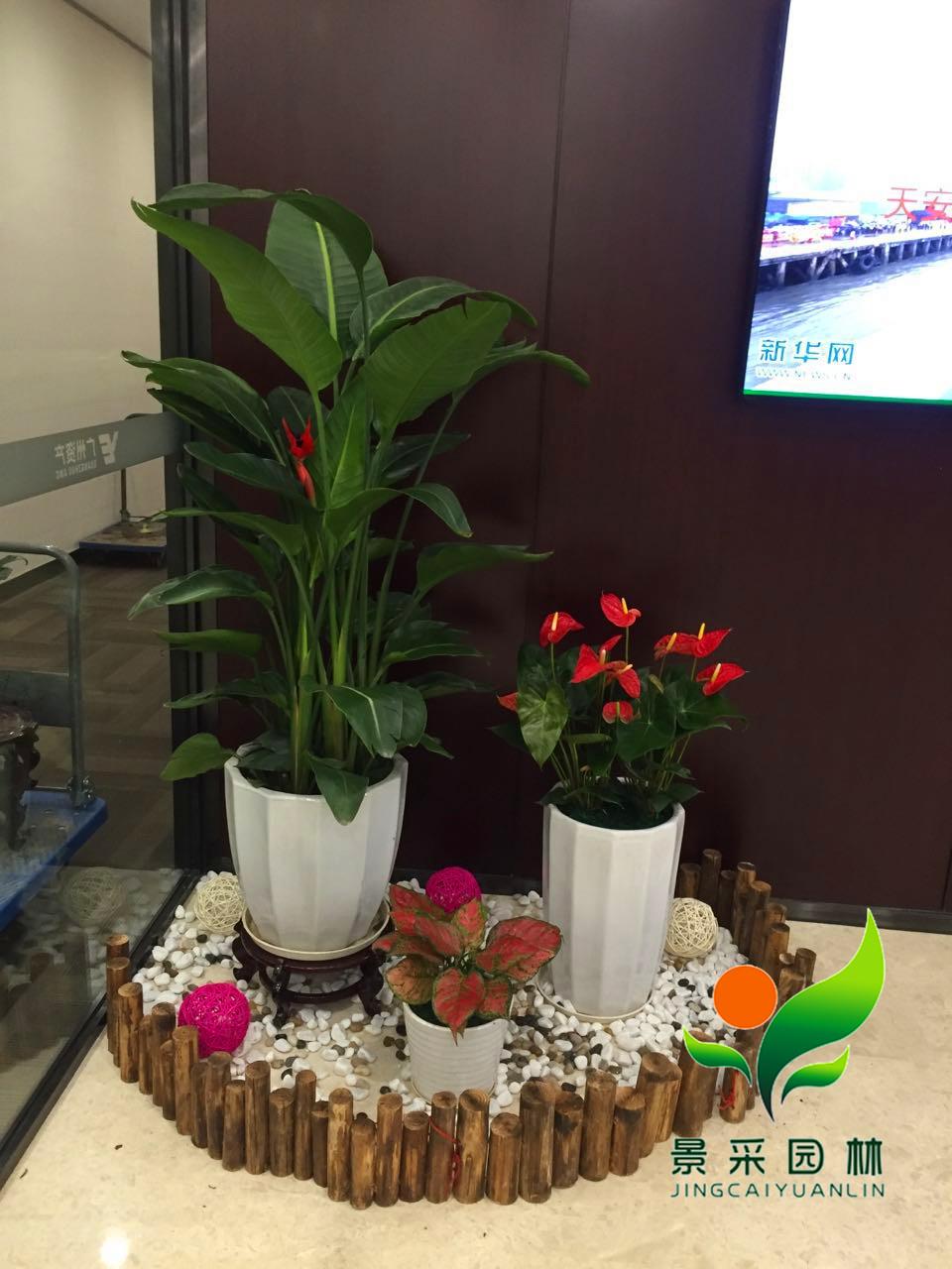 办公室室内植物 艺术造景