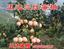 优质三红蜜柚苗由平和正达三红蜜柚苗场提供