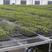 农机智能化—温室大棚栽培床移动苗床
