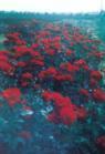 红帽月季，八仙花，法国冬青