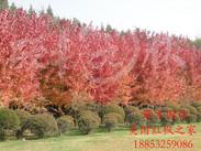 绿化工程苗美国红枫6公分秋红枫彩叶树