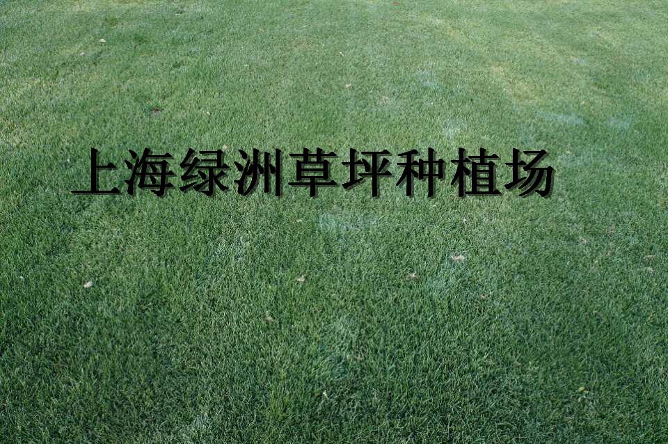 上海地毯草