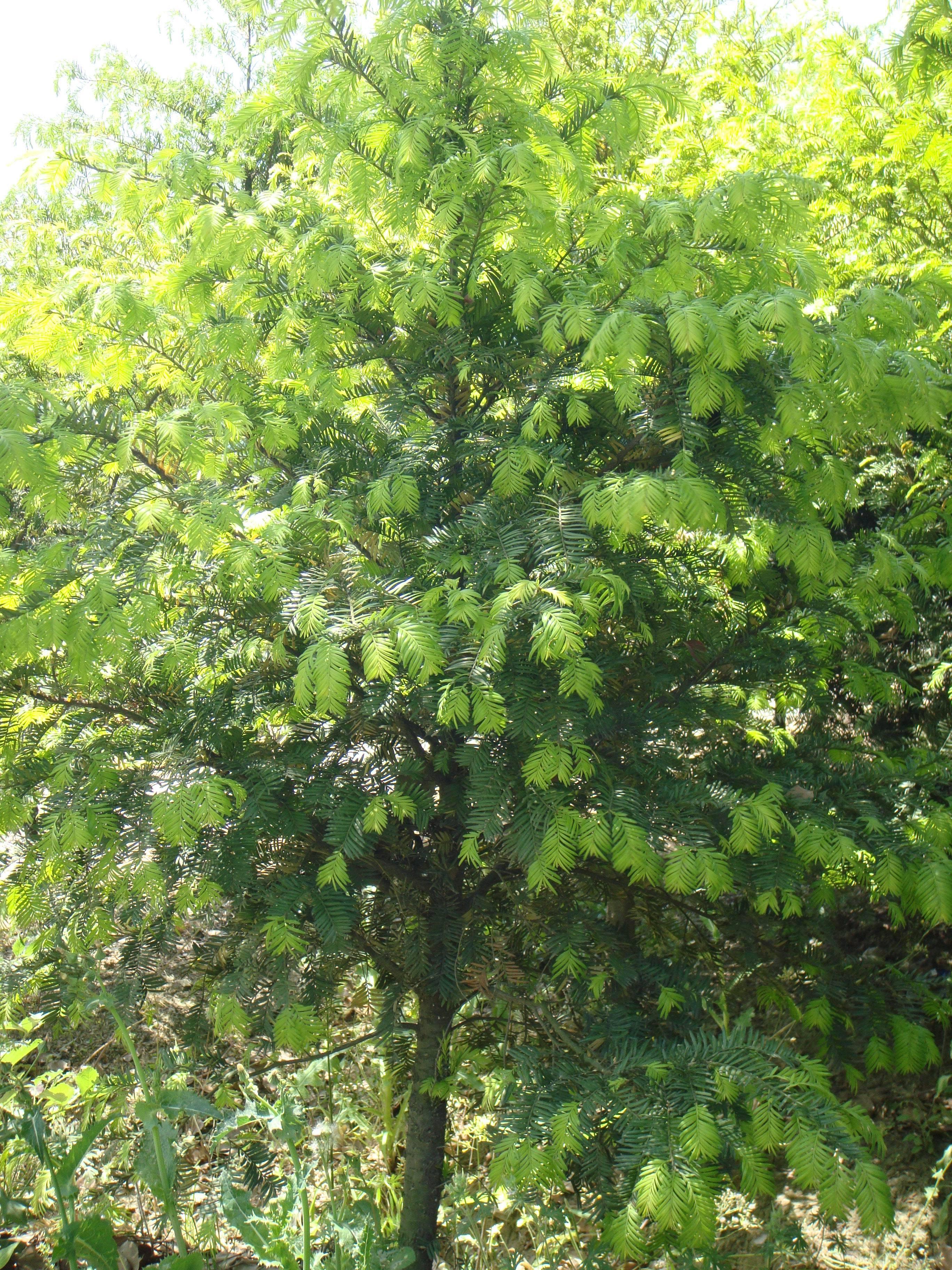 红豆杉苗木
