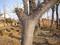 当年皂角苗 皂角苗价格3-50公分皂角树