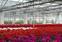晋城花卉种植用玻璃温室大棚