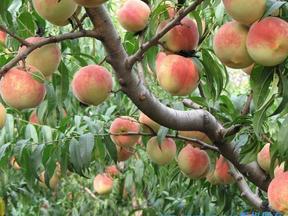 供应3-15公分桃树品种桃树苗桃树苗价格
