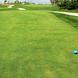 高尔夫球场绿化草坪