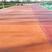 宁夏红色洗砂地坪钝化剂强化料洗砂面层技术施工指导