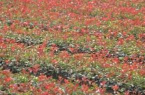 长期工供应 盆栽红叶石楠30-60公分 玉龙草 红枫