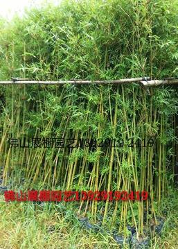 青皮竹 粉单竹 绿化竹苗 非洲茉莉 巨龙竹