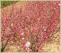 连翘，红梅，榆叶梅，珍珠梅等绿化苗木