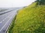 高速公路边坡绿化草籽喷播施工工艺工程施工景绣生态