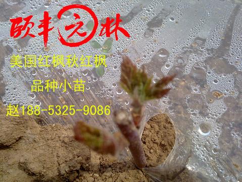 品种美国红枫小苗无性繁殖扦插小苗